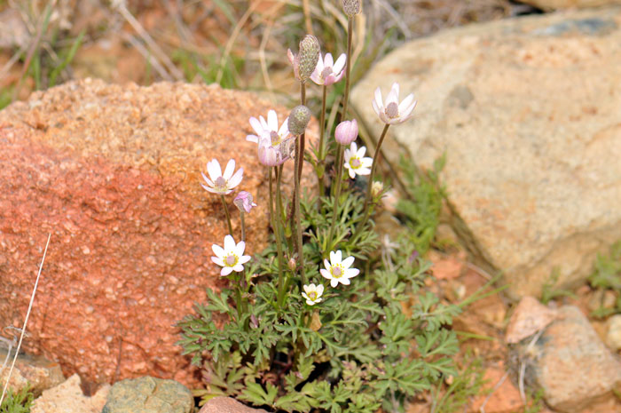 Anemone tuberosa, Tuber Anemone